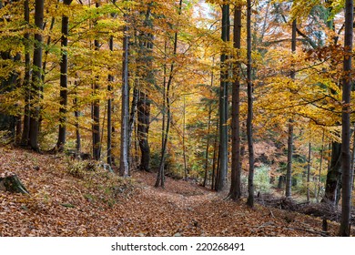 Silver Beech Tree  Against The Dry Leaves 