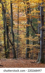 Silver Beech Tree  Against The Dry Leaves 