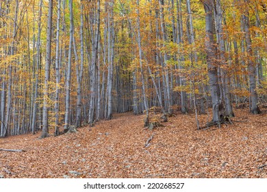 Silver Beech Tree  Against The Dry Leaves 