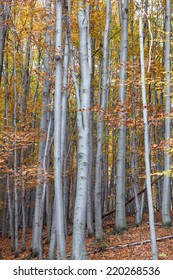 Silver Beech Tree  Against The Dry Leaves 