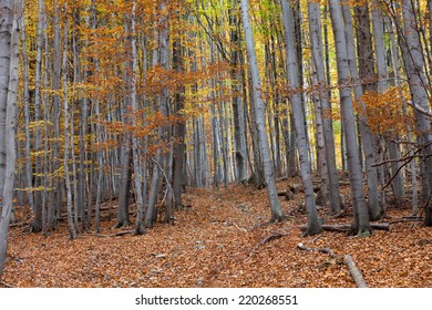 Silver Beech Tree  Against The Dry Leaves 