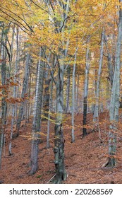 Silver Beech Tree  Against The Dry Leaves 