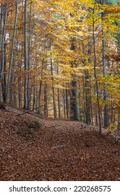 Silver Beech Tree  Against The Dry Leaves 