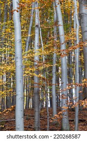 Silver Beech Tree  Against The Dry Leaves 