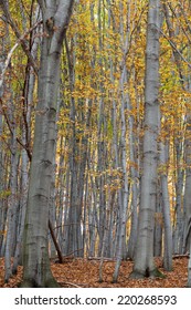 Silver Beech Tree  Against The Dry Leaves 