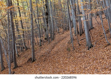 Silver Beech Tree  Against The Dry Leaves 