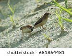 silver bill or white  threaded mania is a small pastern bird.
They feed on the ground or on low shrubs and grass stalks.
This is a natural aliment of Bangladesh wild. 