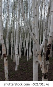 silver birch
