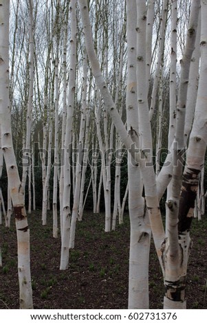 silver birch