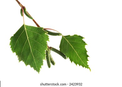 Silver Birch Leaves Images Stock Photos Vectors Shutterstock