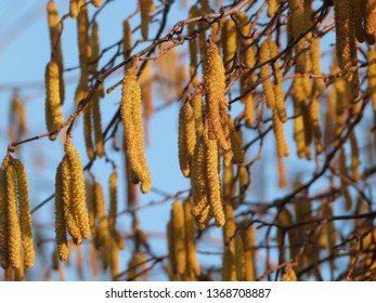 Silver Birch Seed Pods On Blue Background