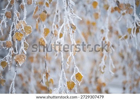 Silver birch tree covered in winter frost - yellow leaves contrasts with cold blue winter landscape background. Celebration of season changing.