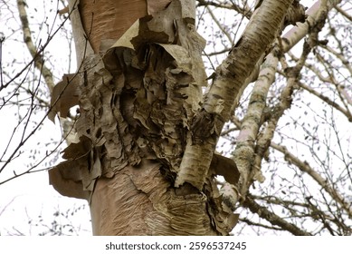 Silver Birch tree. Dead with flaking bark.