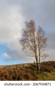 Silver Birch Tree On Northumberland Moor, UK