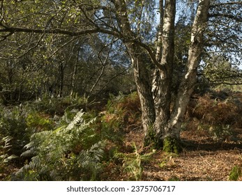 Silver Birch tree on Pound Common, Sussex, in Autumn - Shutterstock ID 2375706717