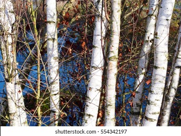 Silver Birch Tree Trunks