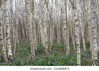 Silver Birch Trees In Forest Woodland  