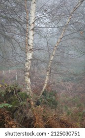 Silver Birch Trees In A Misty Woodland In Scotland