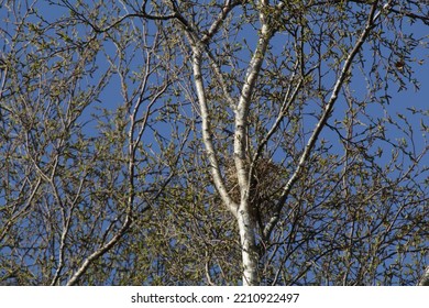 Silver Birch Trees In Woodland With Sparrow Nest.