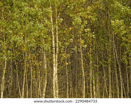 Silver birch treetrunks and autumn foliage in a forest in Gentbrugse Meersen nature reserve, Ghent, Flanders, Belgium