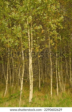 Silver birch treetrunks and autumn foliage in a forest in Gentbrugse Meersen nature reserve, Ghent, Flanders, Belgium