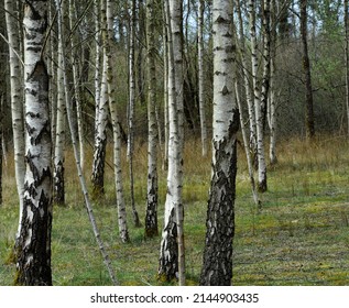 Silver Birch In Woodland - Betula Pendula