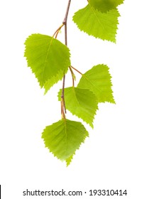 Silver Birch Leaves Images Stock Photos Vectors Shutterstock