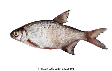 Silver Bream Isolated On White Background