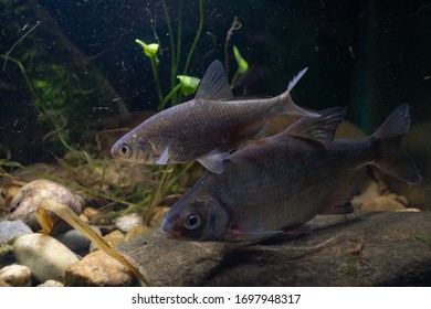 Silver Bream pair on the bottom of the lake