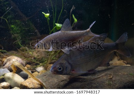 Silver Bream pair on the bottom of the lake