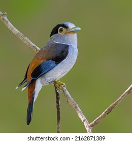 Silver Breasted Broadbill Shot In Hulu Langat Selangor, Malaysia