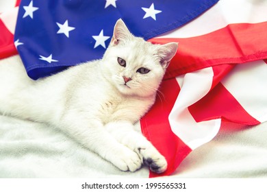 The silver British cat lies on the American flag. Patriotic cat. USA symbol. Waiting for the Independence Day. 