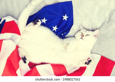 The silver British cat sleeps on the American flag. Patriotic cat. USA symbol. Waiting for the Independence Day. 