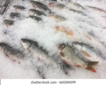 Silver Carp