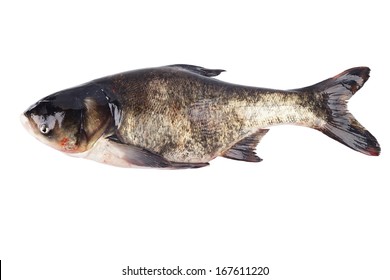 11,247 Silver carp Stock Photos, Images & Photography | Shutterstock