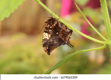 鳞翅目昆虫学家图片、库存照片和矢量图 Shutterstock