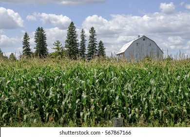 A silver coloured barn is barely visible in a corn field in Stouffville Ontario Canada.