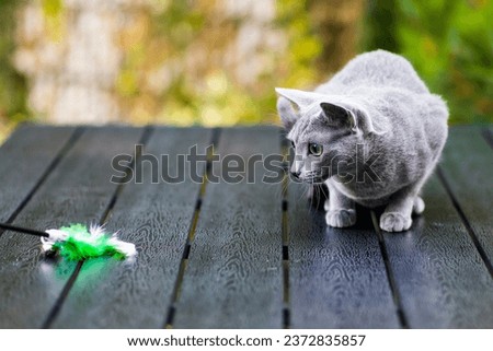 Silver cream russian blue cat on wooden table playing with feather toy in front of beige background