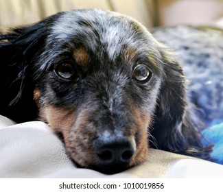 Silver Dapple Dachshund Images Stock Photos Vectors Shutterstock