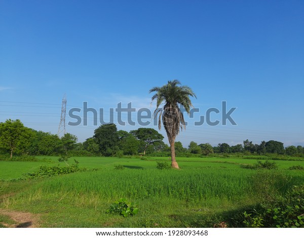 Silver date palm tree in the middle of paddy\
field.Phoenix sylvestris  also known as silver date palm, Indian\
date, sugar date  or wild  palm, is a species of flowering plant in\
the palm family.