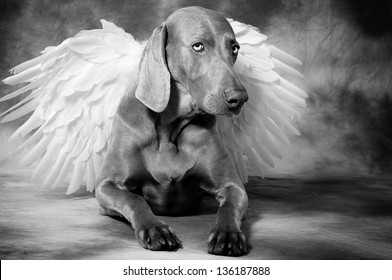 Silver Dog With AngelÃ?Â´s Wings