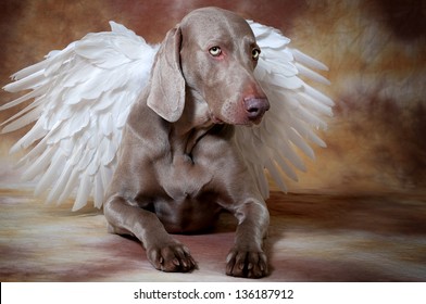 Silver dog with angelÃ?Â´s wings