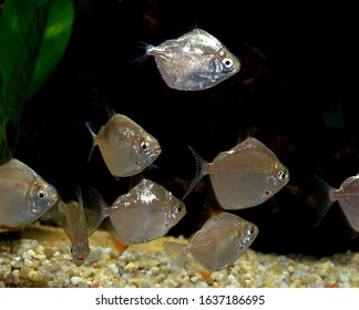 Silver Dollar Fish Images Stock Photos Vectors Shutterstock