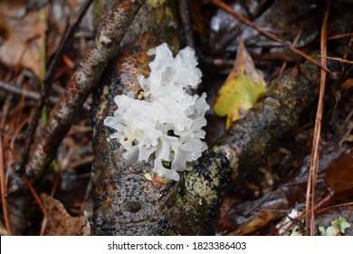 Silver ear/white jelly mushroom (Tremella fuciformis) on a dead log.