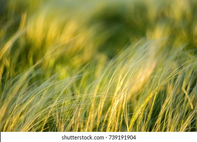 Silver feather grass swaying in wind in steppe - Shutterstock ID 739191904