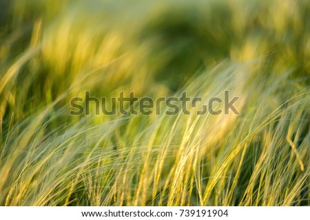 Silver feather grass swaying in wind in steppe