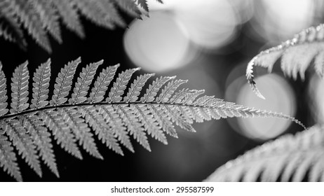 Silver fern in black and white representing Newzealand