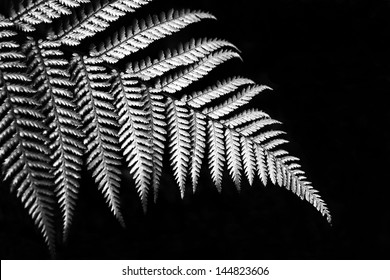 Silver fern in black and white sign of Newzealand