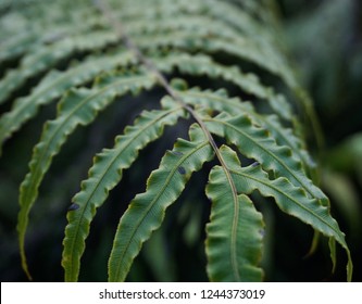 Silver Fern Found At The Very Southern Tip Of New Zealand 