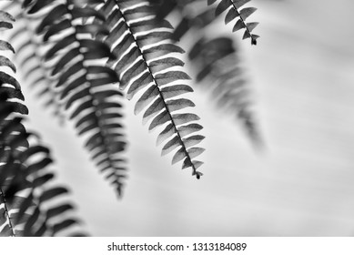 Silver fern leaf in black and white , selective focus.